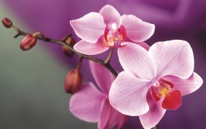 orchidee-foto